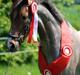 Hollandsk Sportspony Goya