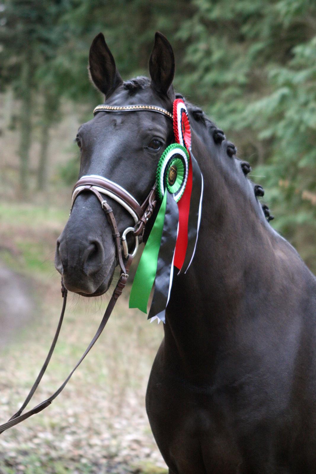 Lusitano Macho De José - Med vores fine rosetter fra vores første stævne :D Foto: Janie Sparrow billede 6