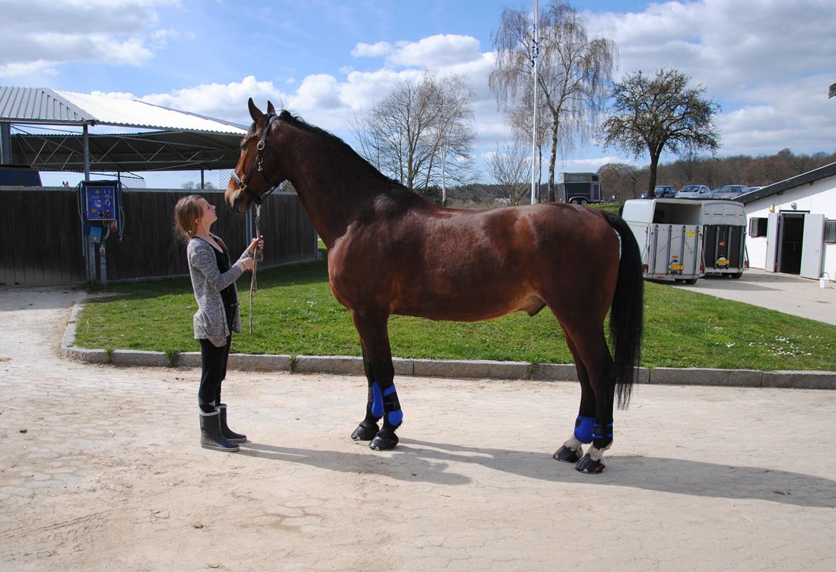 Oldenborg Classic carismo - Carismo med sin nye grime og nye farvestrålende gamasher billede 2