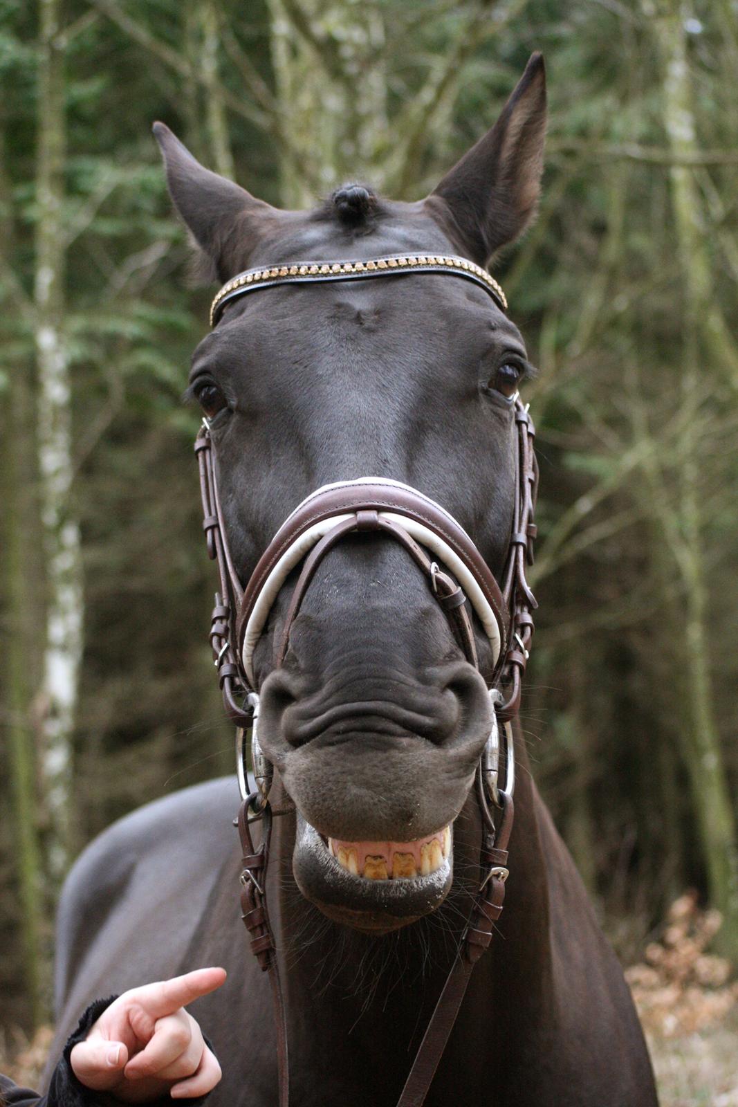 Lusitano Macho De José - Bøv :D Foto: Julie B. Clasen billede 8