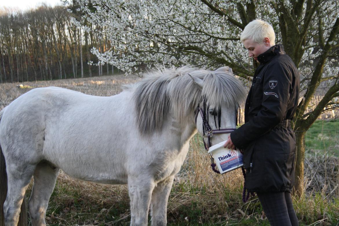 Islænder Mélnir fra Malle - Træning i nærhed i forbindelse med fodring.  billede 17