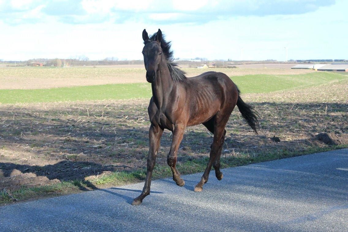 Dansk Varmblod Dubai billede 6