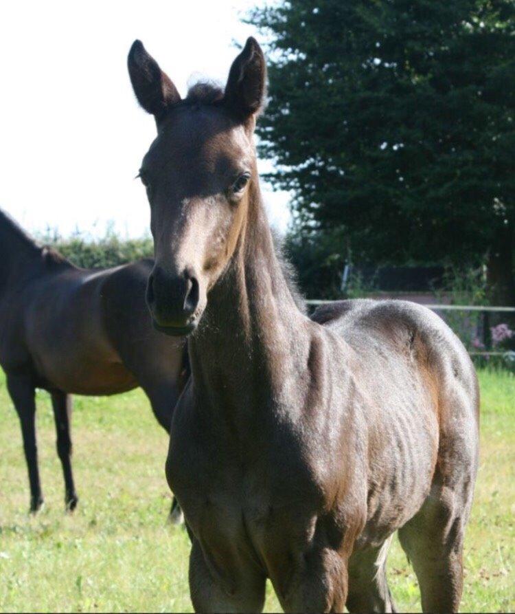 Dansk Varmblod Dubai billede 8