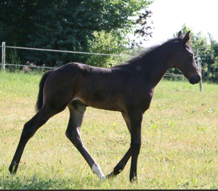 Dansk Varmblod Dubai billede 9