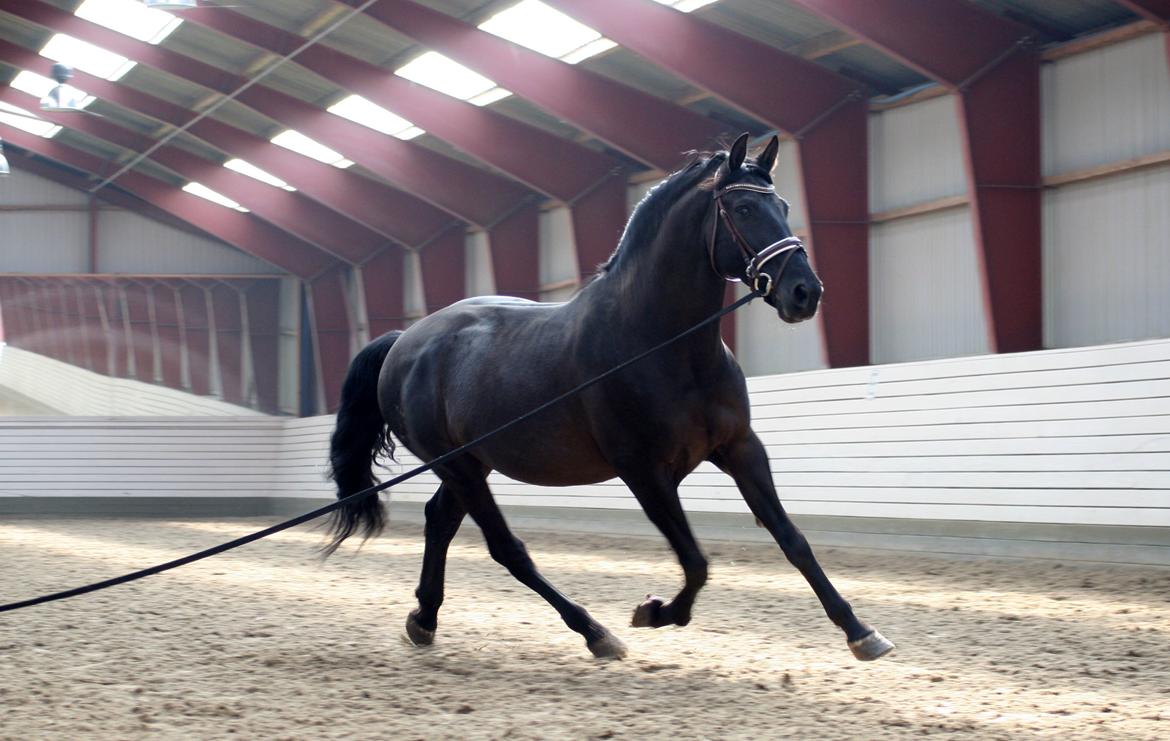 Lusitano Macho De José - Longe er det fedeste! (Og hesten er også lidt rund..) Foto: Sarah Terp billede 10