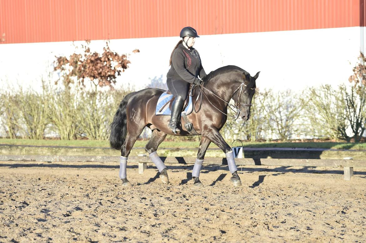 Lusitano Macho De José - Første udendørstræning sammen :) Foto: Sanne Kolind billede 18