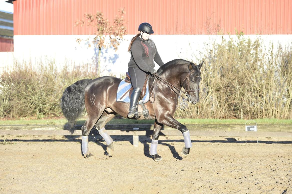 Lusitano Macho De José - Første udendørstræning sammen :) Foto: Sanne Kolind billede 19