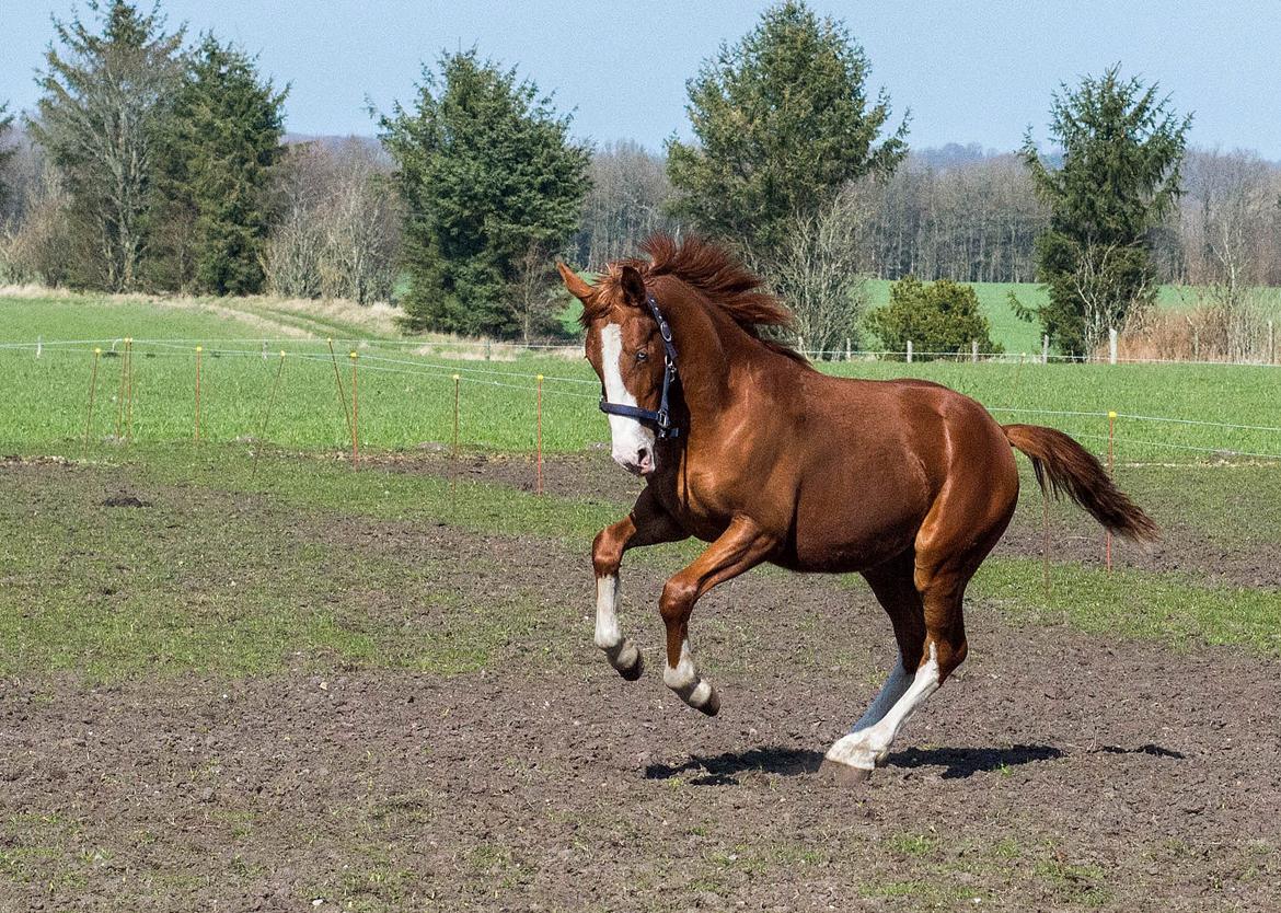 Frederiksborg Hercules Mignon billede 12