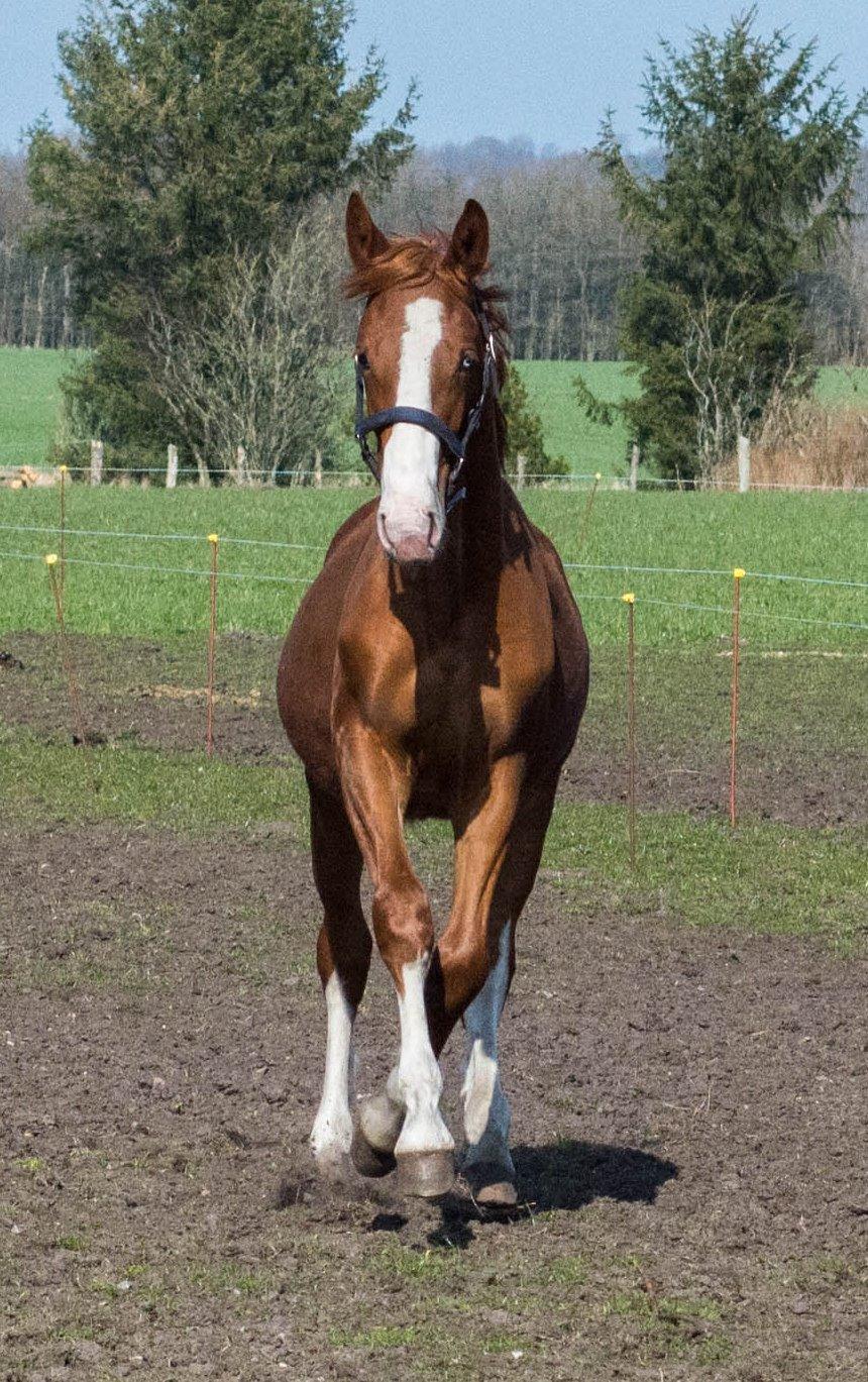 Frederiksborg Hercules Mignon billede 13