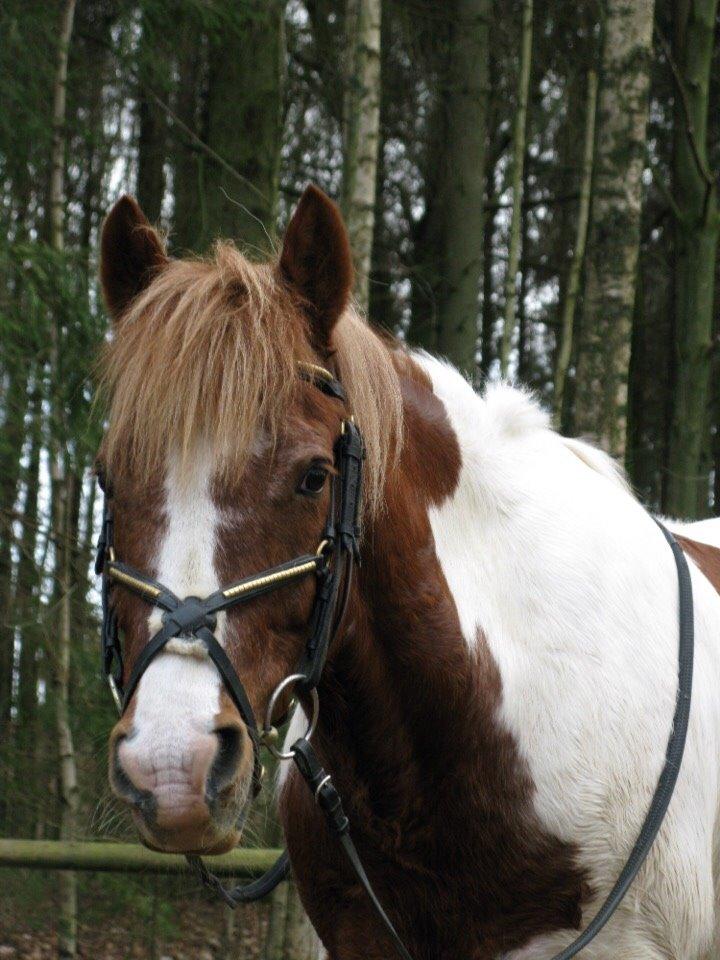 Anden særlig race Mikki - Min mest elskede fotogen pony ;-D Mit pintodyr<3 billede 3