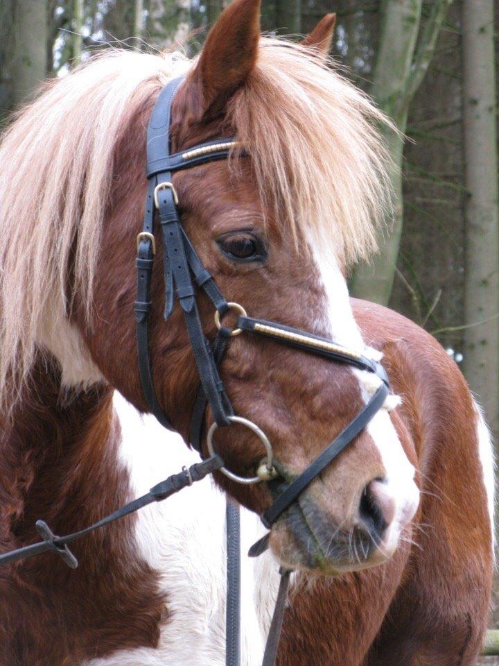 Anden særlig race Mikki - Man må da godt spille lækker en gang i mellem ;-) billede 2