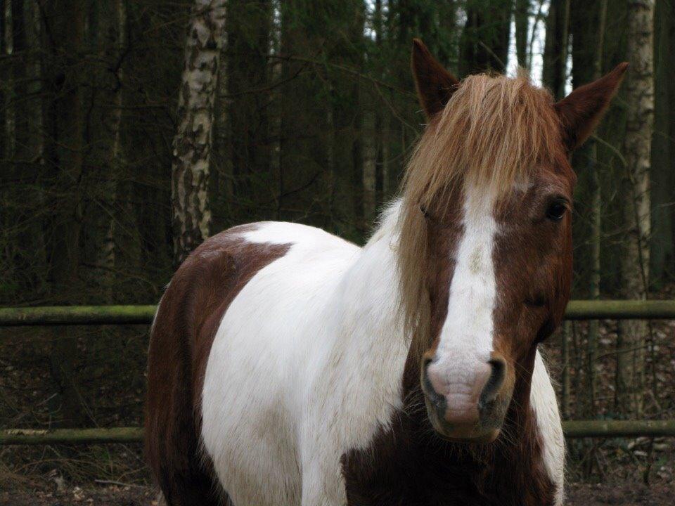 Anden særlig race Mikki - Har aldrig haft en pony der betyder så meget for mig<3 billede 1