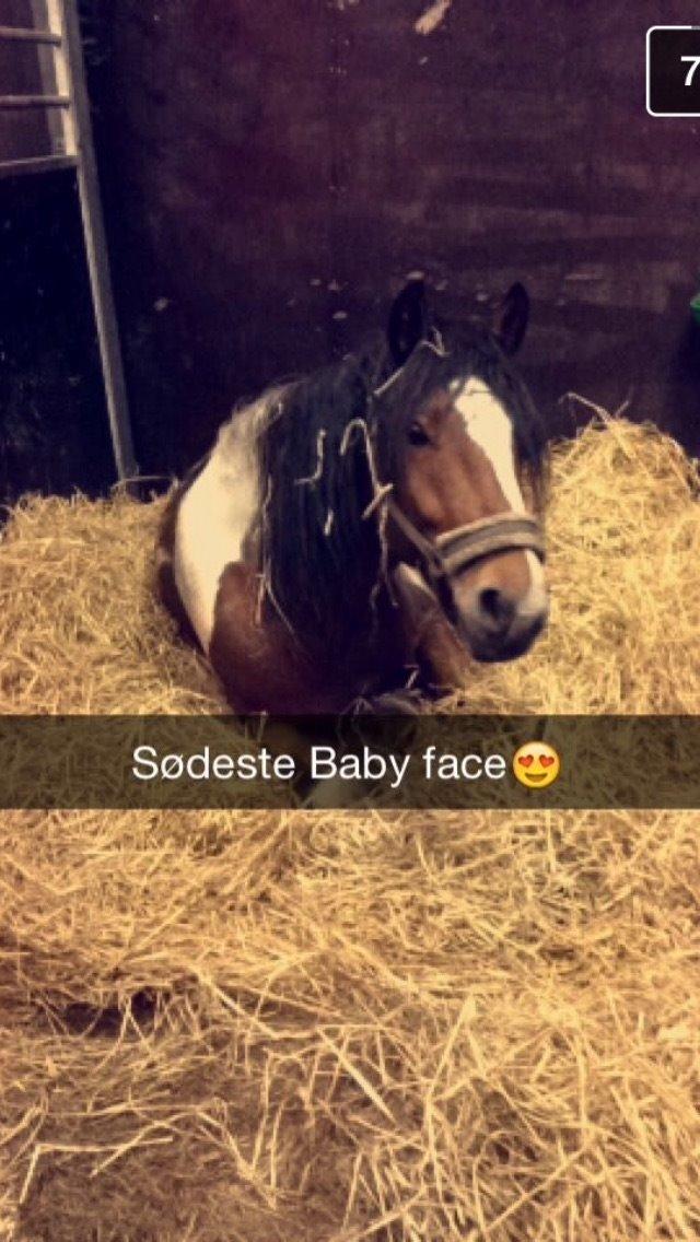 Tinker Kenzo  - hygge i boksen! billede 6