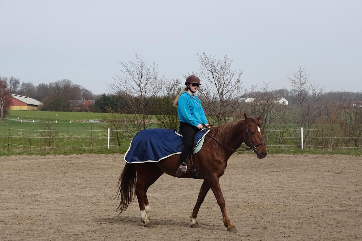 Dansk Varmblod Vortinggårds Aida *Hypse* 2001-2017 billede 10