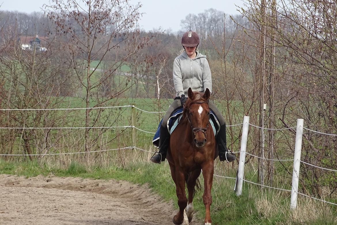 Dansk Varmblod Vortinggårds Aida *Hypse* 2001-2017 billede 11