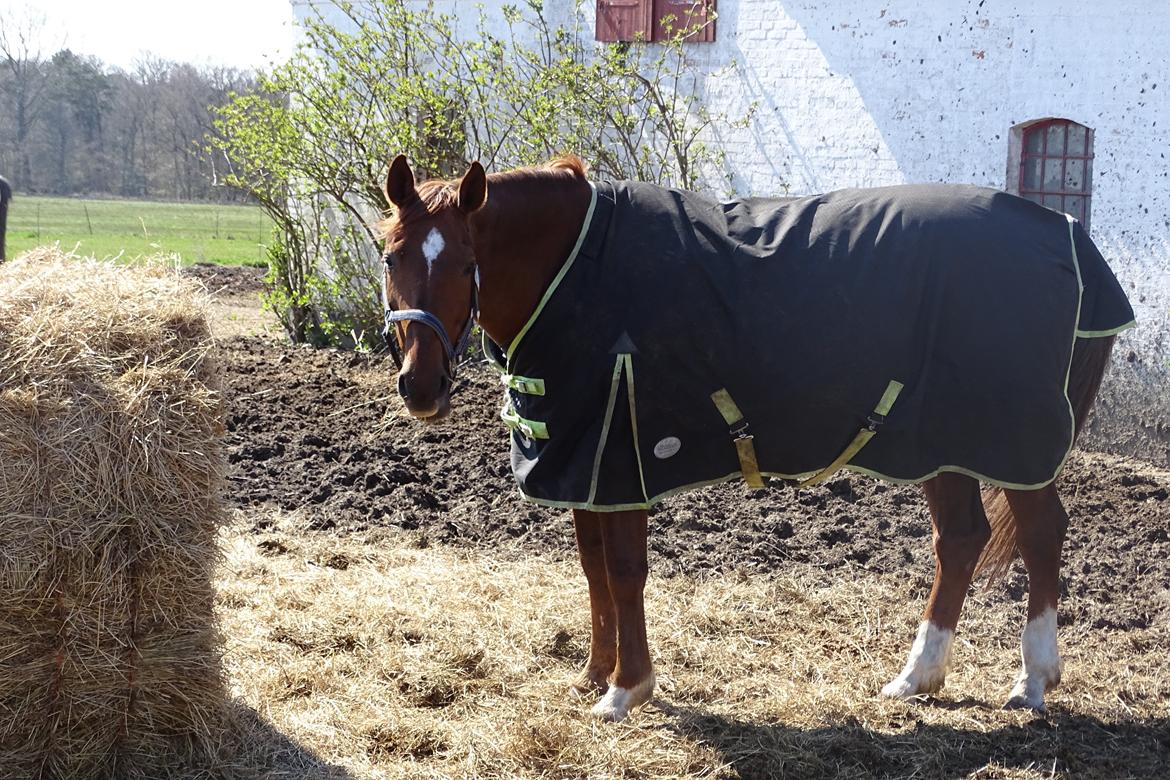 Dansk Varmblod Vortinggårds Aida *Hypse* 2001-2017 billede 12