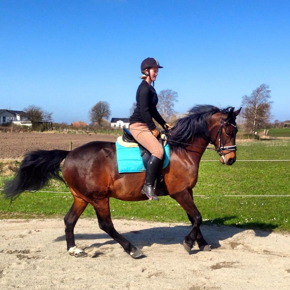 Dansk Varmblod May Spirit billede 1