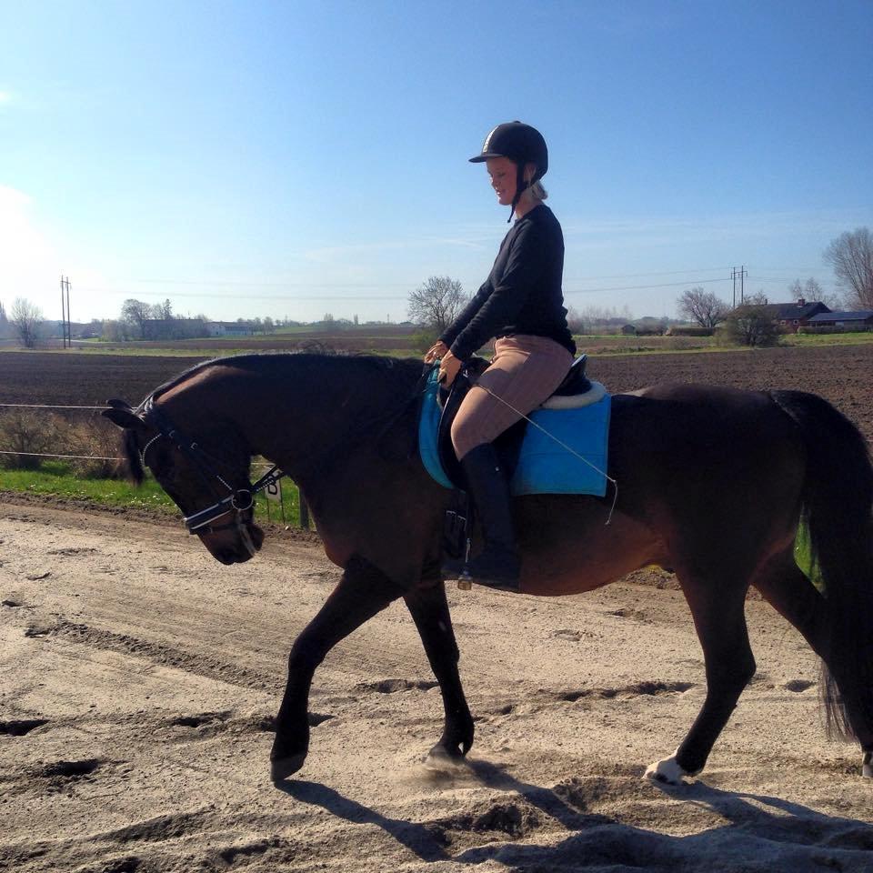 Dansk Varmblod May Spirit billede 3