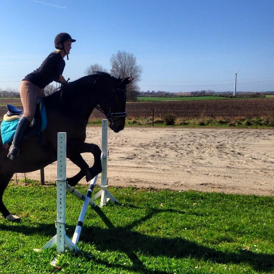 Dansk Varmblod May Spirit billede 4