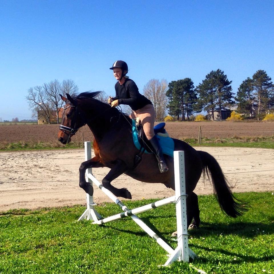 Dansk Varmblod May Spirit billede 5