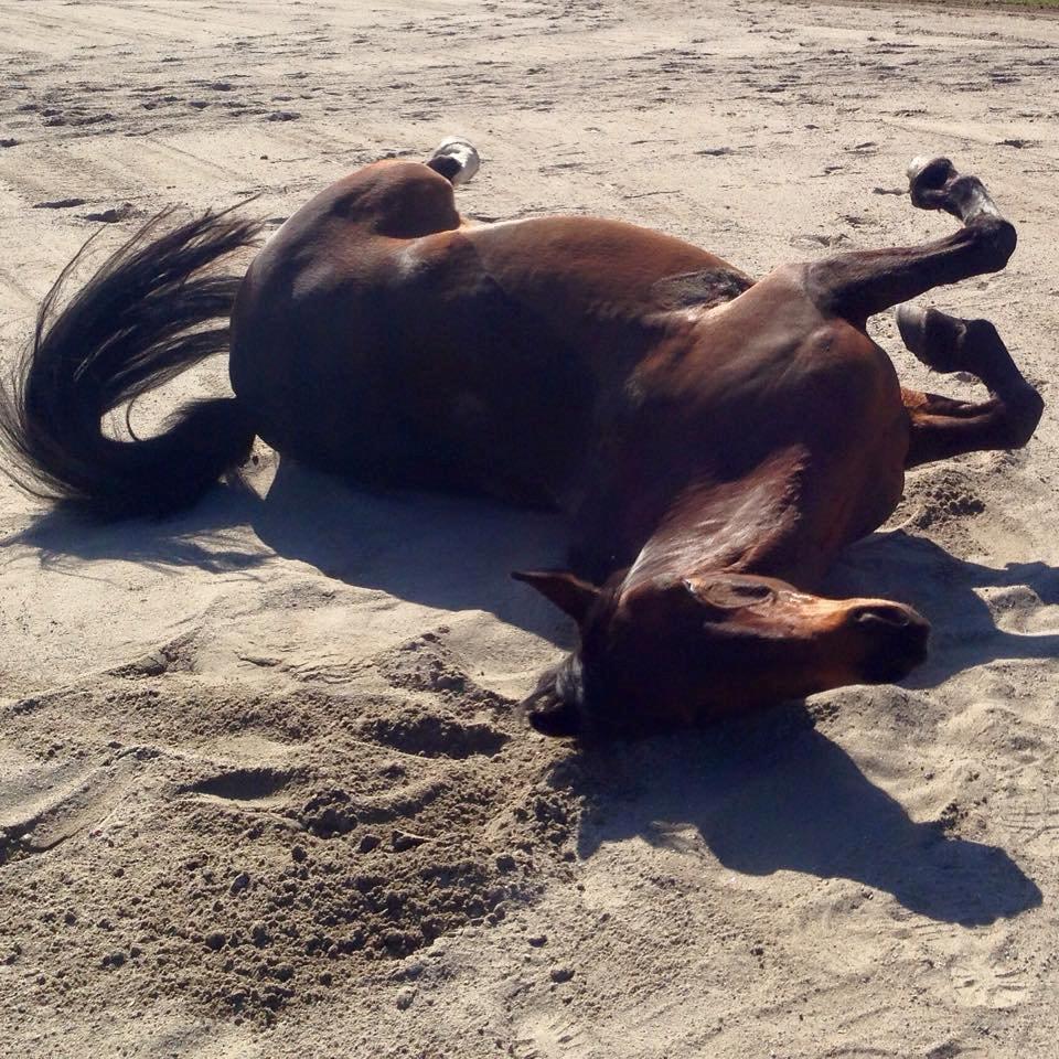 Dansk Varmblod May Spirit billede 19