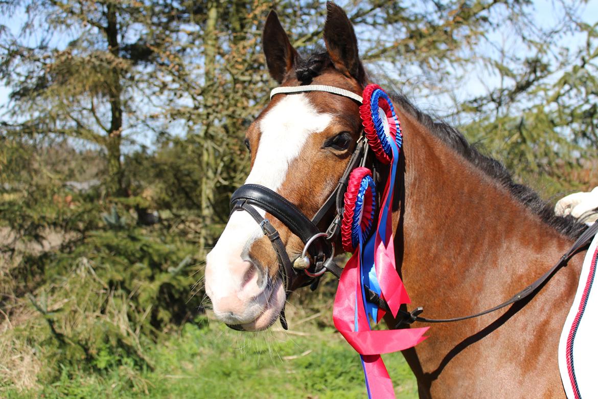 DSP Lassen`s Pay Per View billede 2