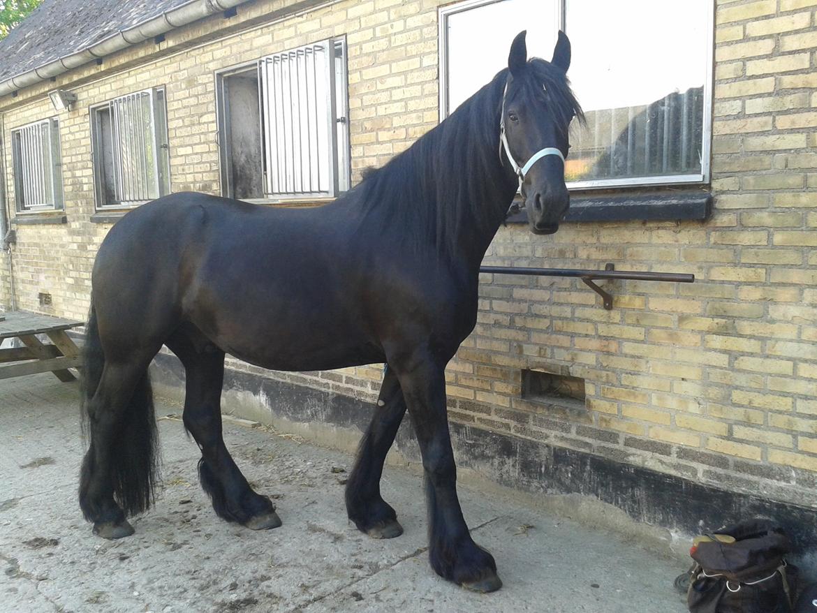 Barockpferd Diablo billede 17