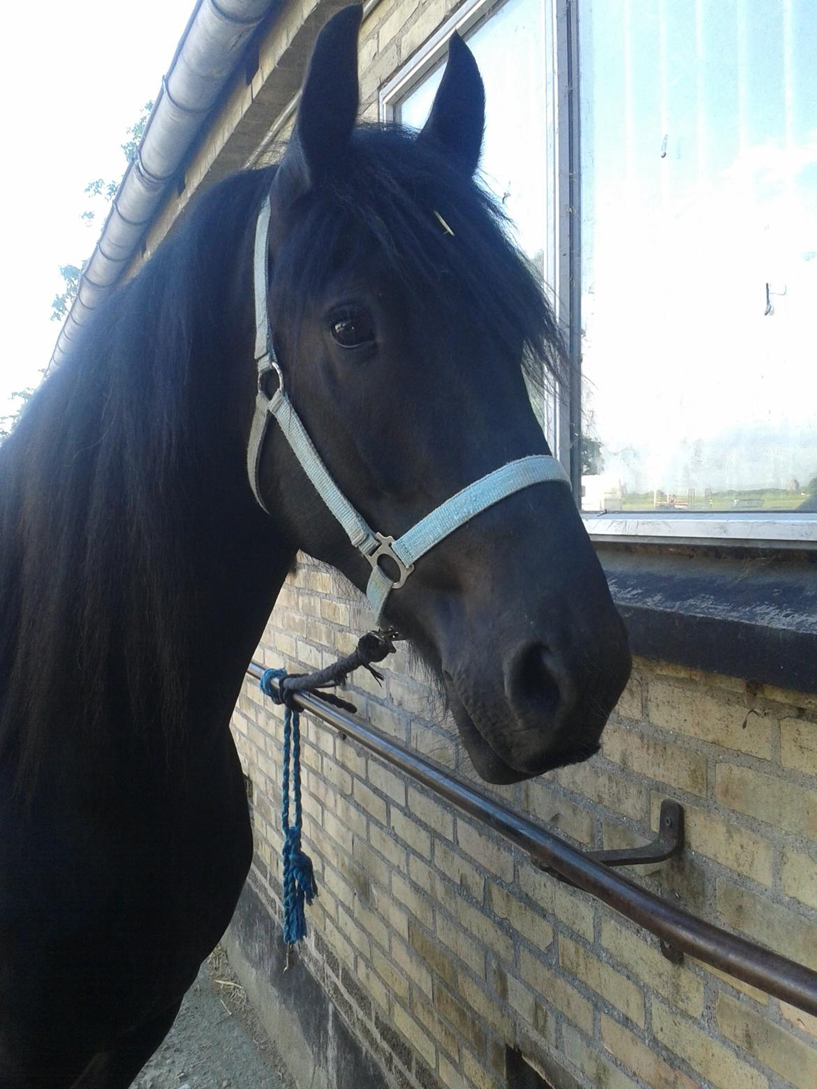 Barockpferd Diablo billede 18