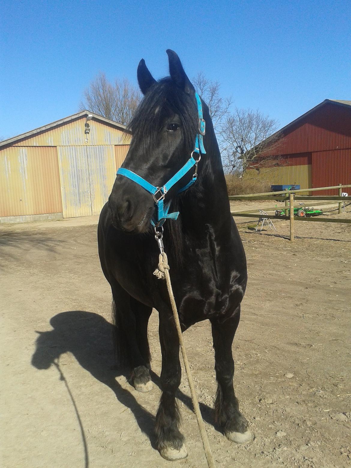 Barockpferd Diablo billede 19