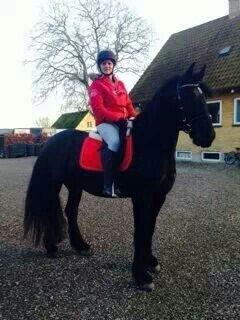 Barockpferd Diablo billede 20