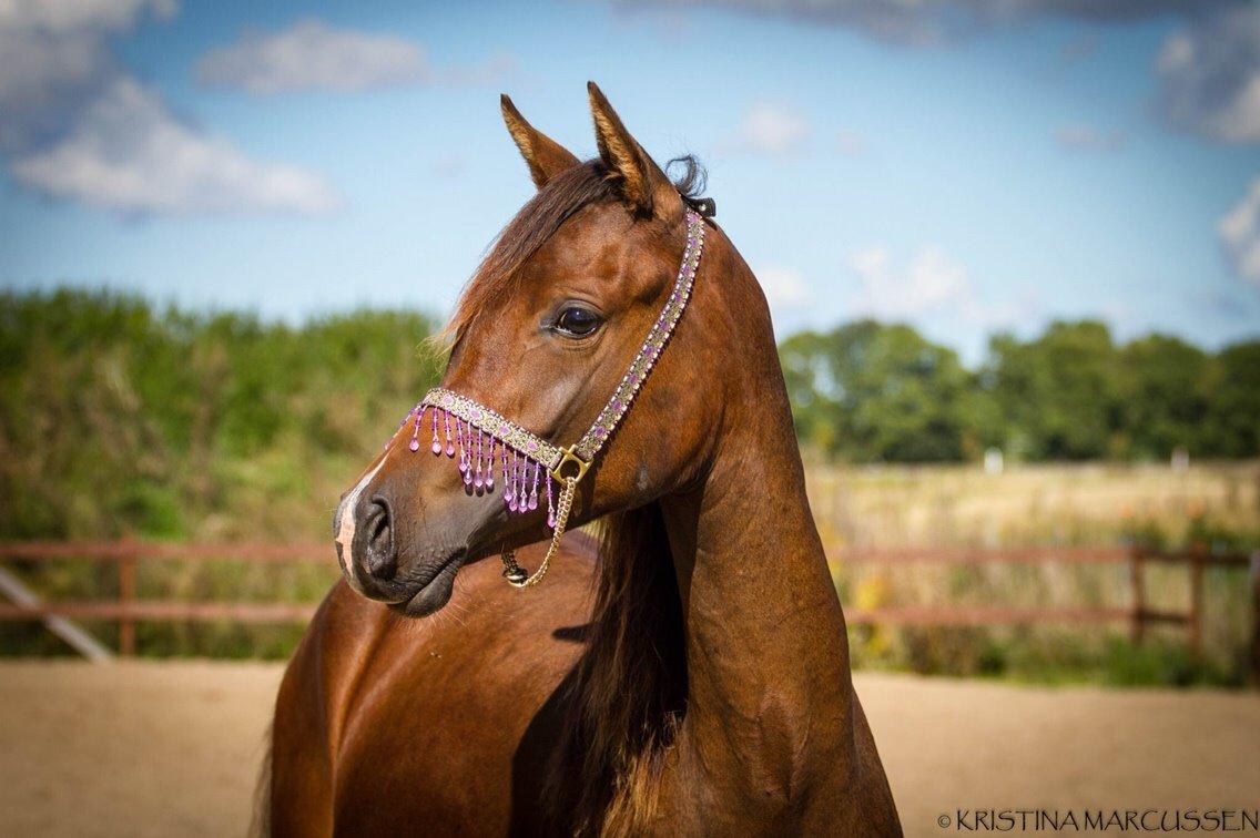 Arabisk fuldblod (OX) HH Eleganzia billede 6