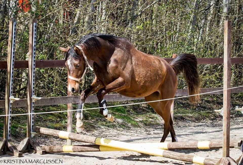 Arabisk fuldblod (OX) HH Eleganzia billede 18