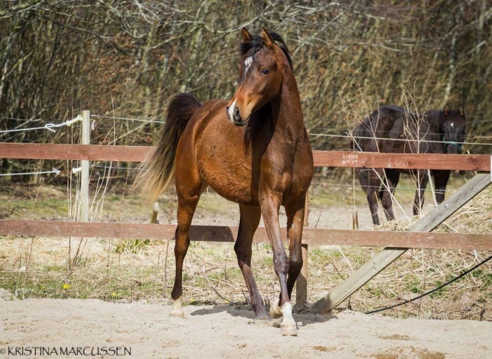 Arabisk fuldblod (OX) HH Eleganzia billede 15