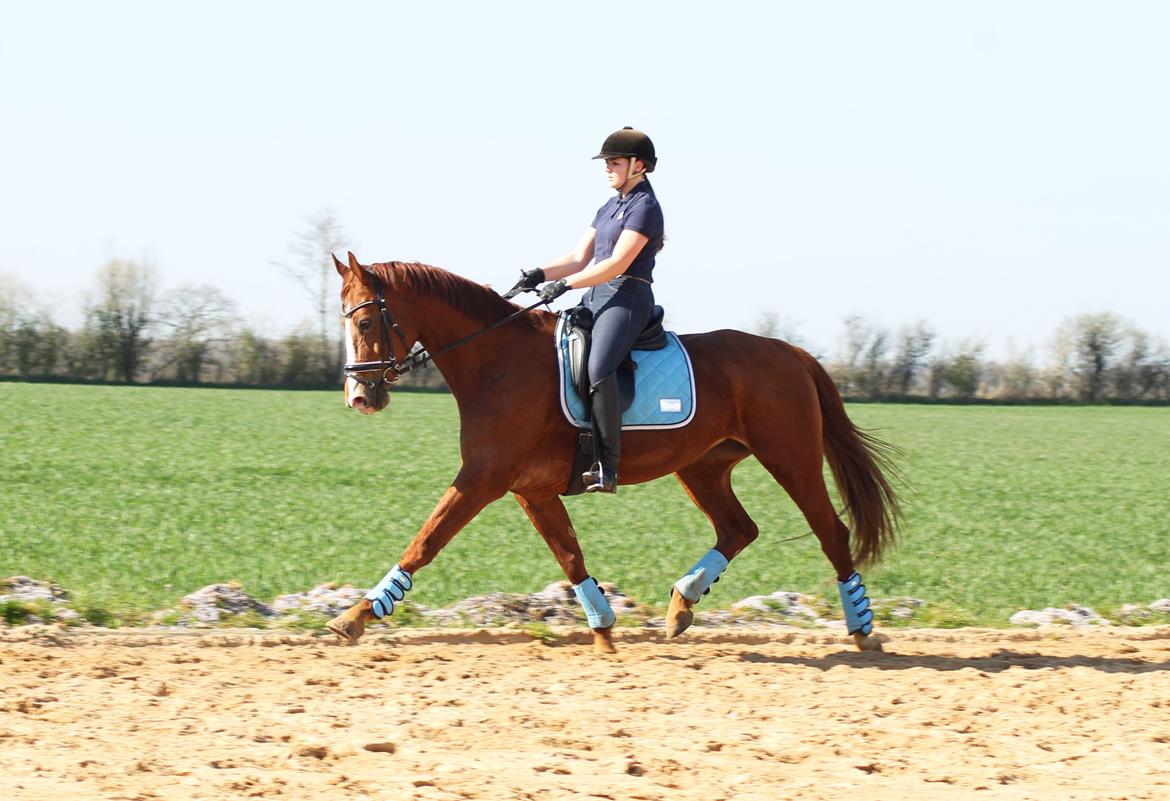 Hannoveraner Lady La Martina billede 8