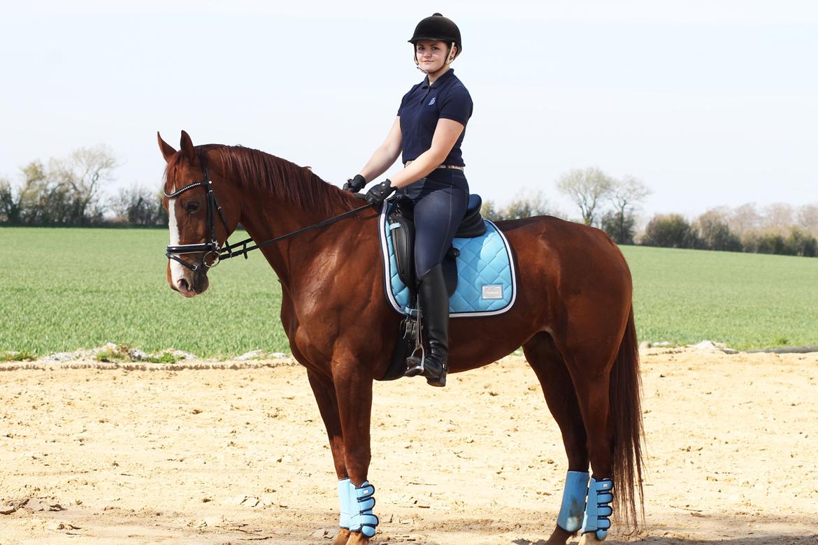 Hannoveraner Lady La Martina billede 22