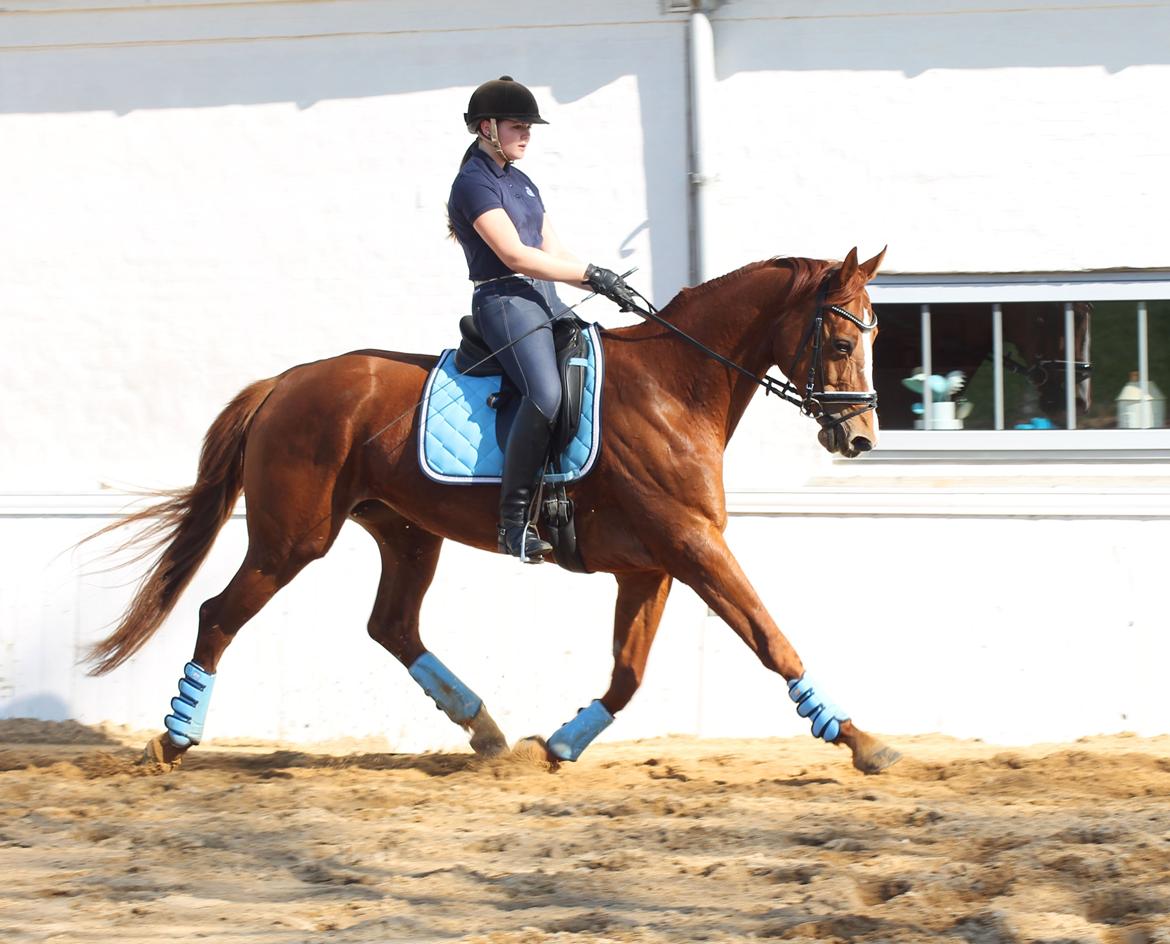 Hannoveraner Lady La Martina billede 1