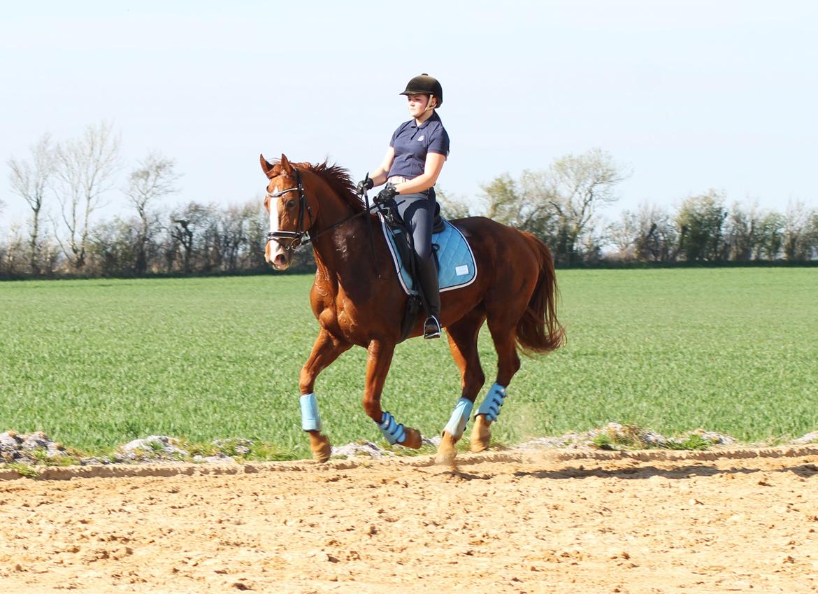 Hannoveraner Lady La Martina billede 18