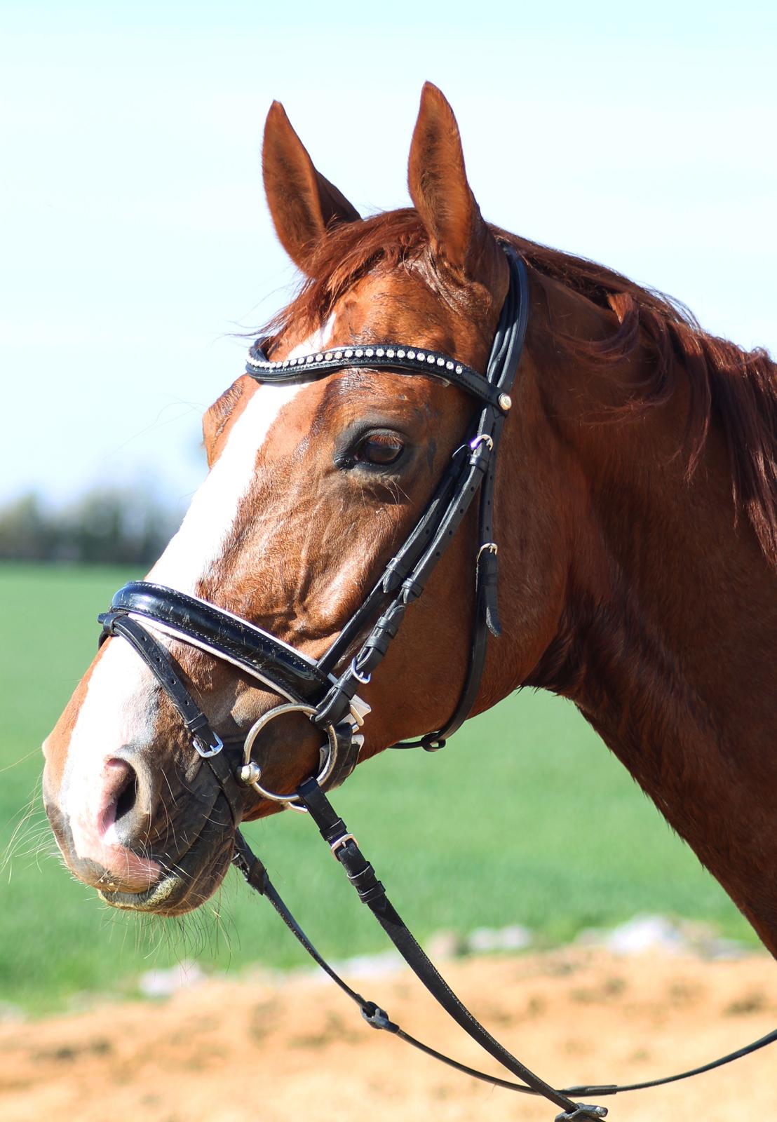 Hannoveraner Lady La Martina billede 3