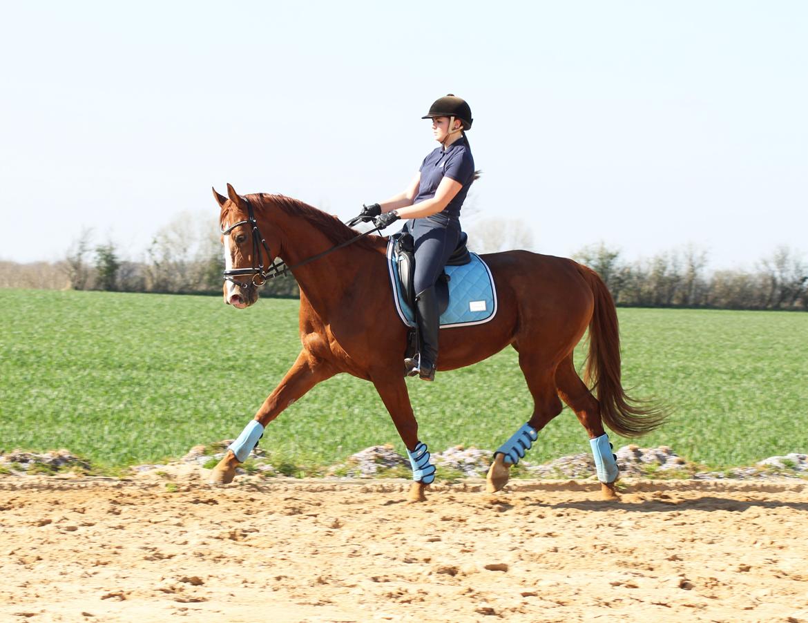 Hannoveraner Lady La Martina billede 12