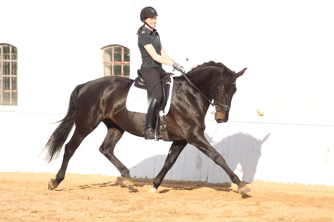 Anden særlig race Chili billede 1