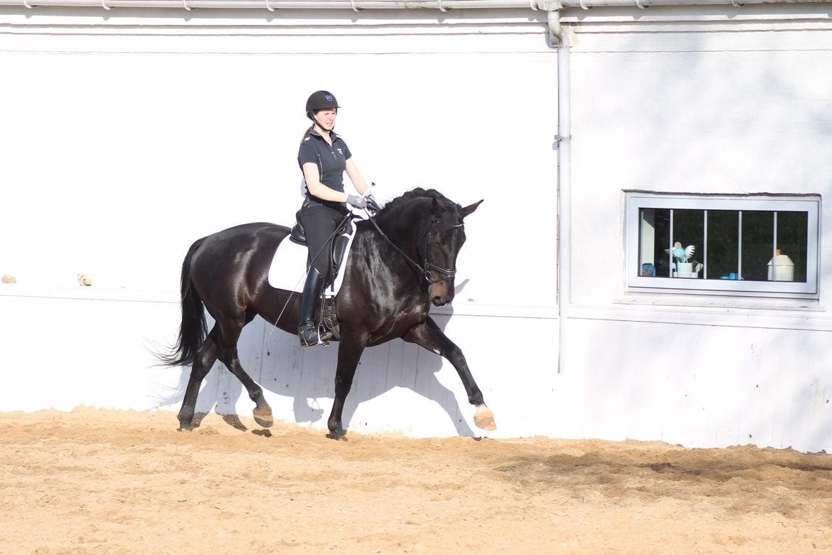 Anden særlig race Chili billede 4