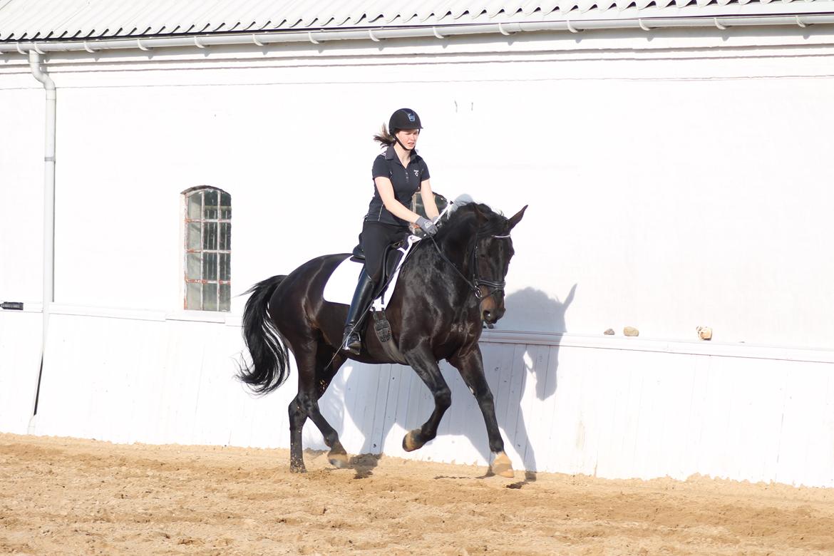 Anden særlig race Chili billede 8