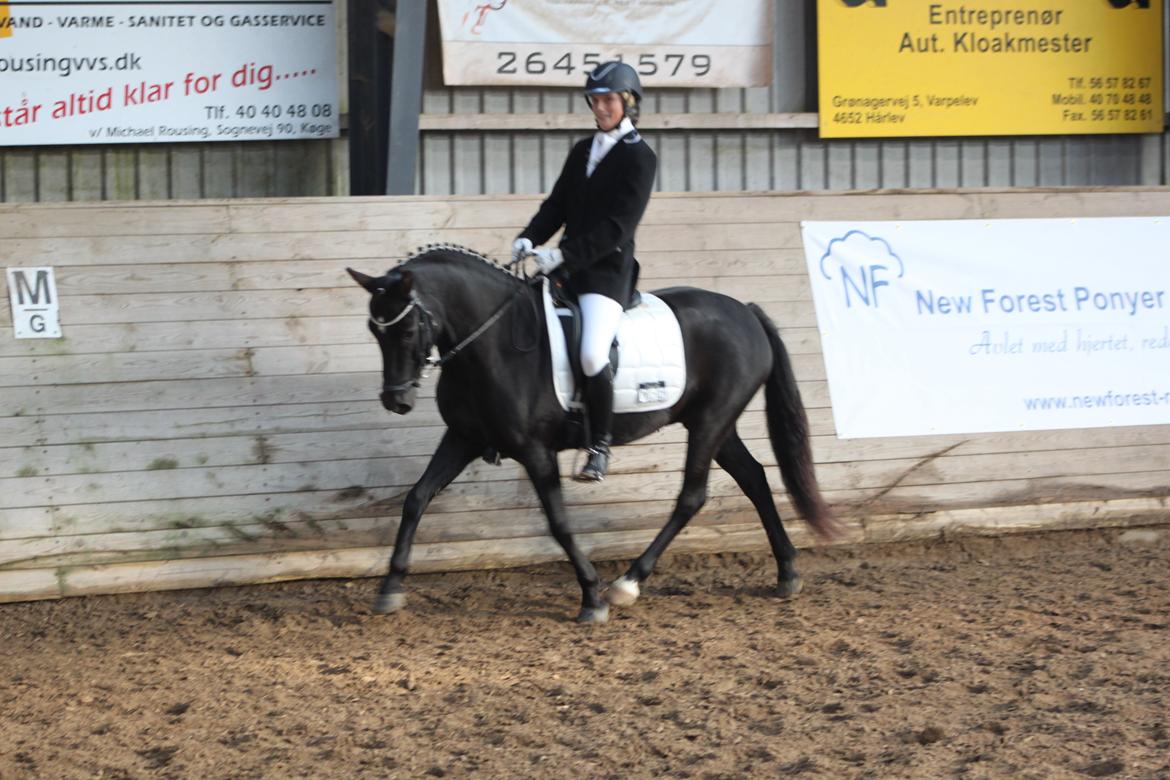 New Forest Skovlundegårds Quality SOLGT billede 1