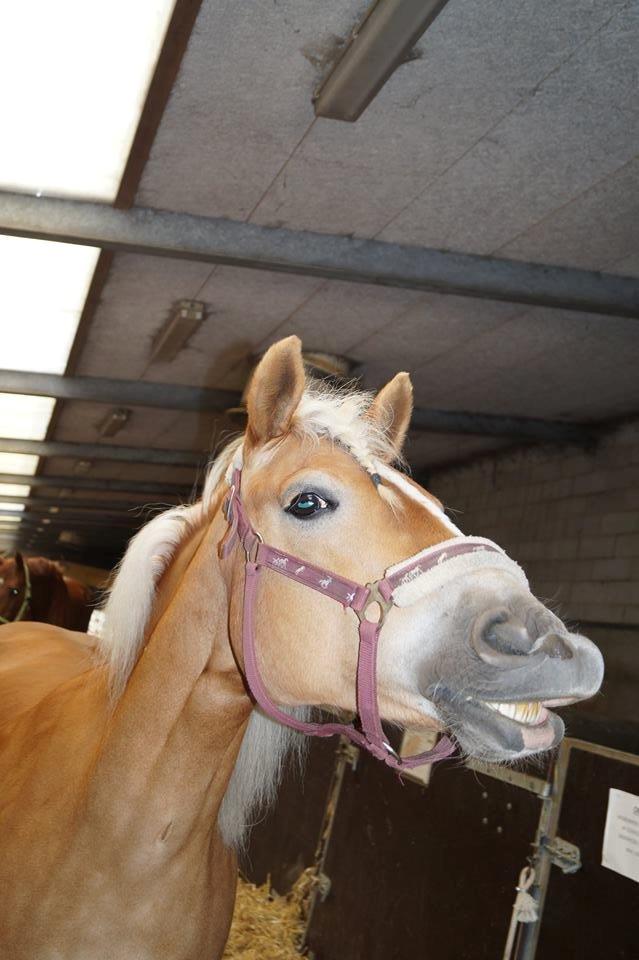 Haflinger Annika (nuks) billede 6