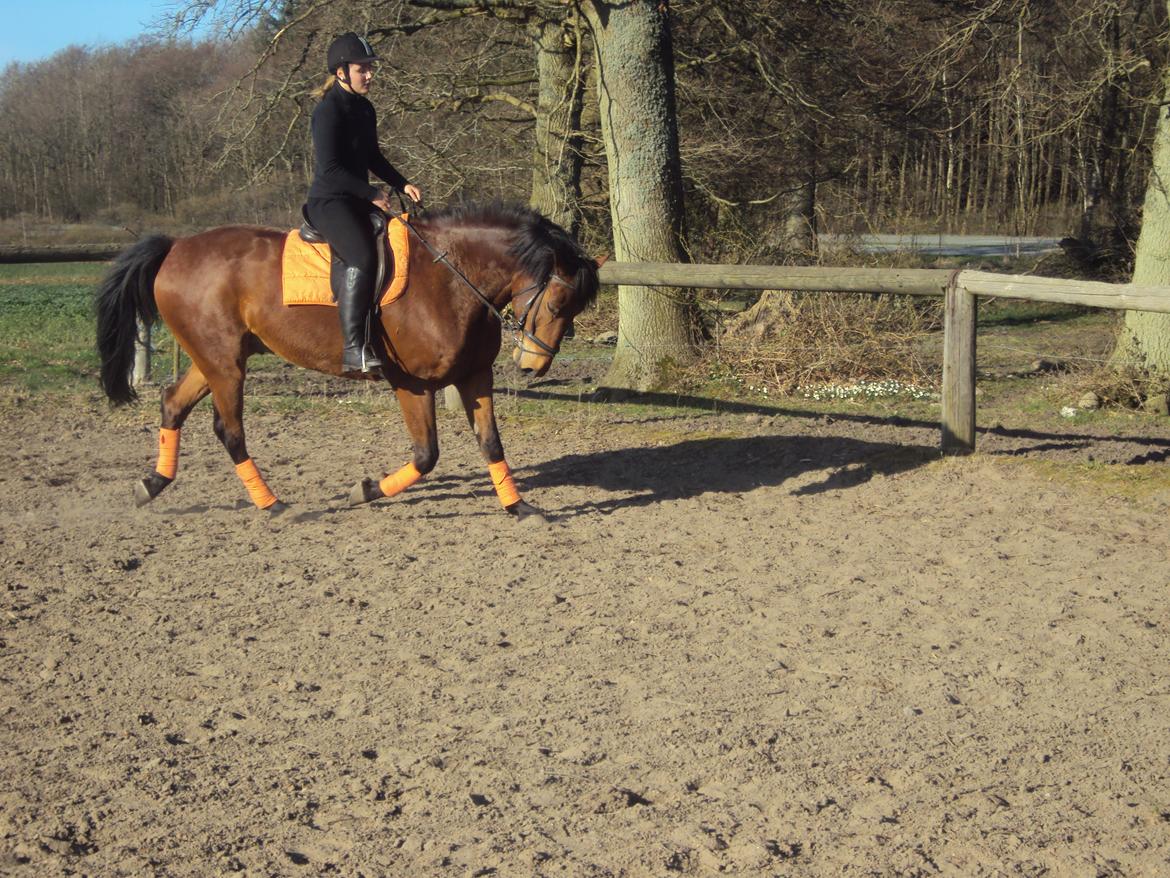 Anden særlig race Mason billede 5