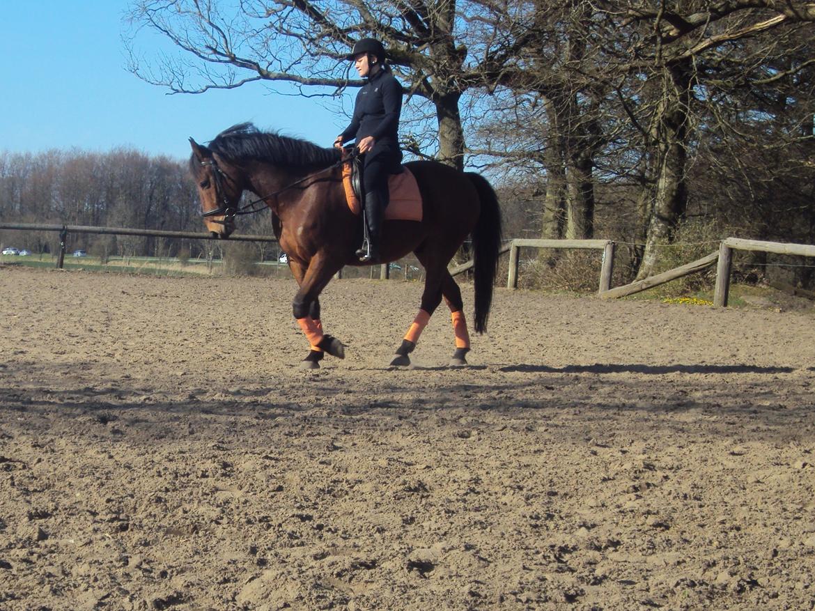 Anden særlig race Mason billede 1