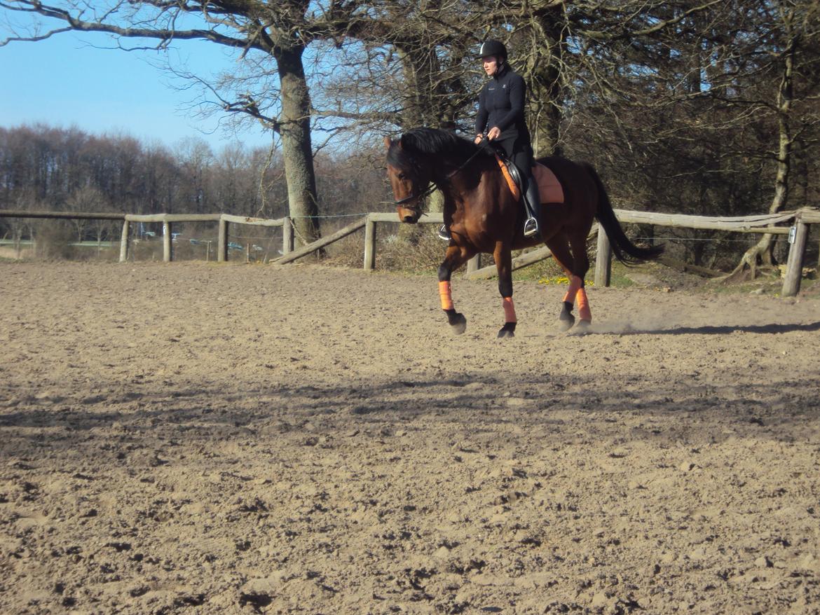 Anden særlig race Mason billede 18