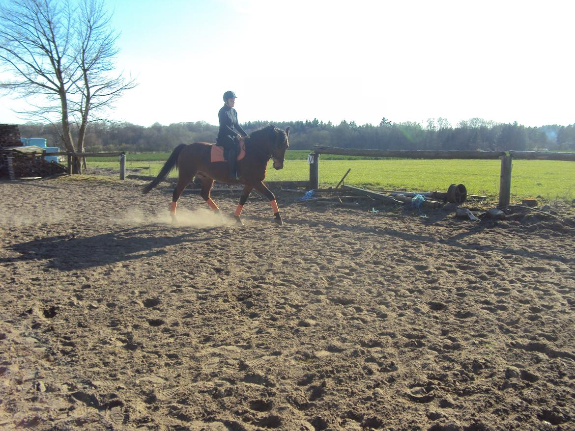 Anden særlig race Mason billede 11