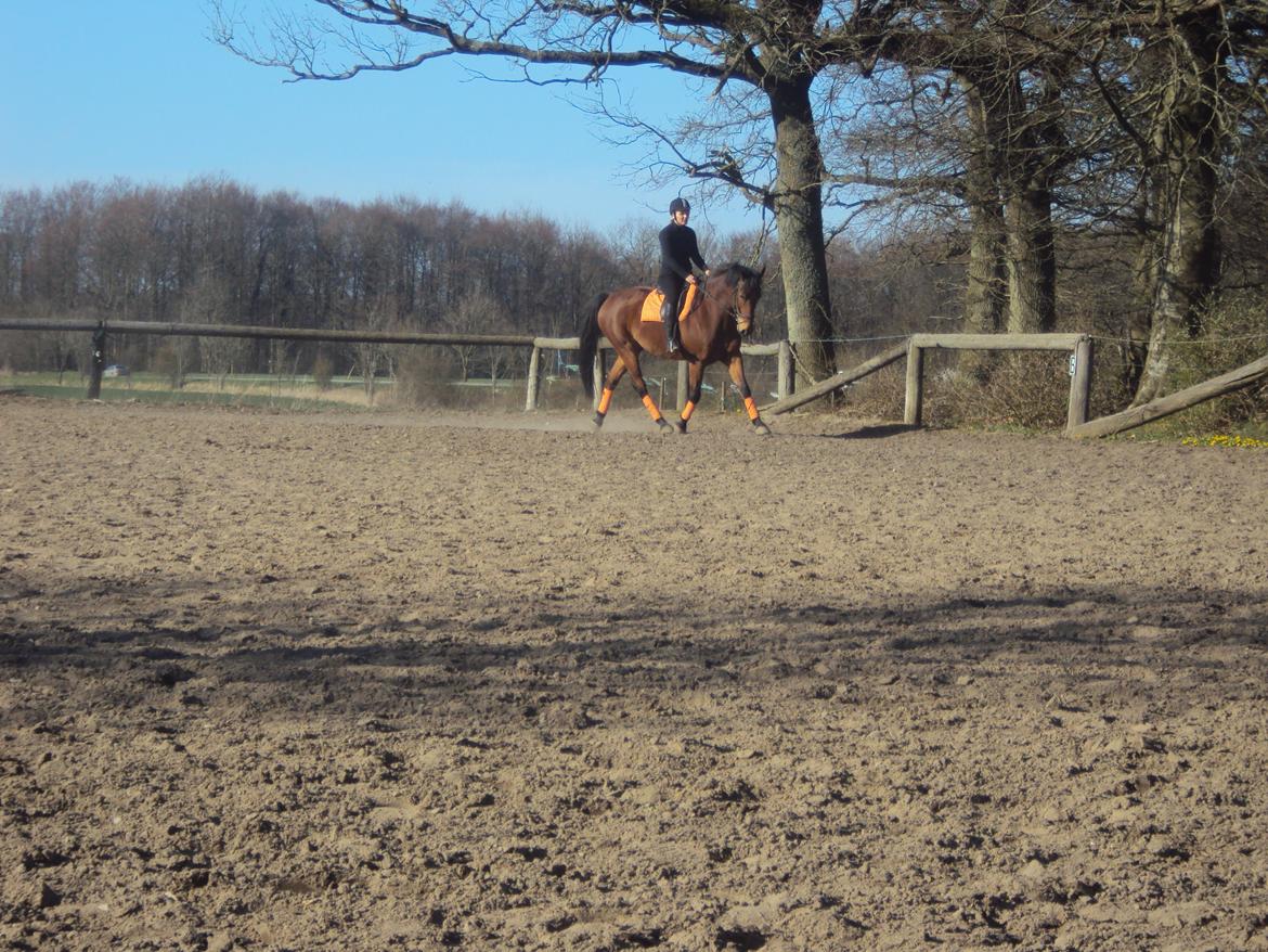 Anden særlig race Mason billede 7