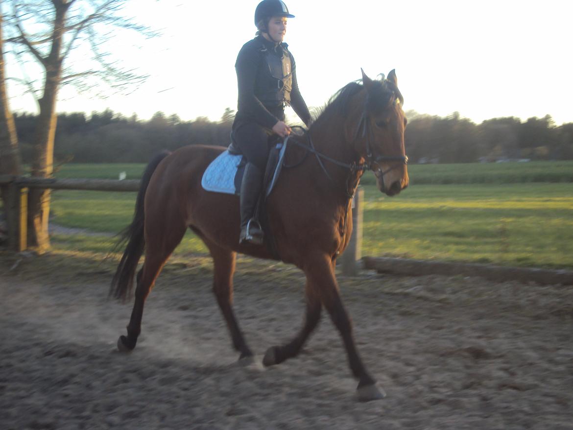 Anden særlig race Mason billede 10